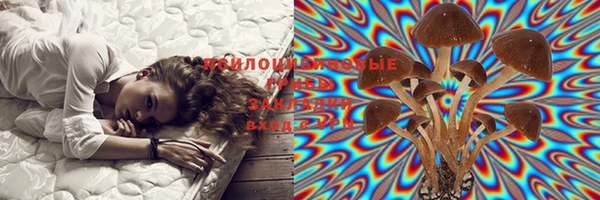 ПСИЛОЦИБИНОВЫЕ ГРИБЫ Няндома